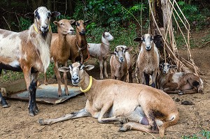 TROUPEAU DE CHEVRES, LA TRINITE, MARTINIQUE, ANTILLES FRANCAISES, FRANCE 