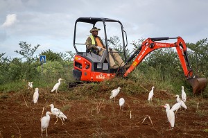 TRAVAUX PUBLICS SUR UN ROND POINT AVEC LES OISEAUX PIC BOEUF, MARTINIQUE, ANTILLES FRANCAISES, FRANCE 
