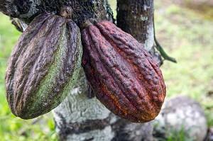 CABOSSES DE CACAO SUR LE TRONC D'UN CACAOYER, ANSE COULEUVRE, LE PRECHEUR, MARTINIQUE, ANTILLES FRANCAISES, FRANCE 