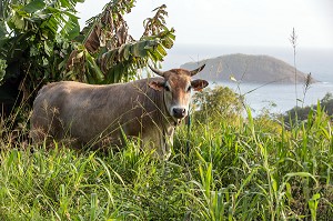 VACHE DANS UN CHAMP DEVANT L'ILET SAINT-AUBIN, SAINTE-MARIE, , MARTINIQUE, ANTILLES FRANCAISES, FRANCE 