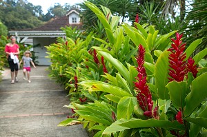 ENTREE DU JARDIN BOTANIQUE DE BALATA, PLANTES TROPICALES ALPINIA PURPURATA APPELE AUSSI GINGEMBRE ROUGE DEVANT LA MAISON CREOLE, FORT-DE-FRANCE, MARTINIQUE, ANTILLES FRANCAISES, FRANCE 