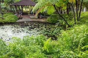 FOUGERES TROPICALES ET NENUPHARS SUR LE PLAN D'EAU DU JARDIN BOTANIQUE DE BALATA, FORT-DE-FRANCE, MARTINIQUE, ANTILLES FRANCAISES, FRANCE 