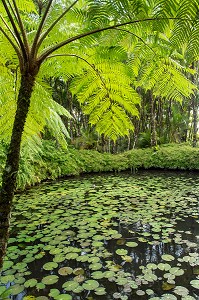 FOUGERE ARBORESCENTE, PLANTE TROPICALE ET NENUPHARS SUR LE PLAN D'EAU DU JARDIN BOTANIQUE DE BALATA, FORT-DE-FRANCE, MARTINIQUE, ANTILLES FRANCAISES, FRANCE 