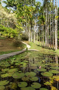 PALMIERS ET NENUPHARS SUR LE PLAN D'EAU DU JARDIN BOTANIQUE DE BALATA, FORT-DE-FRANCE, MARTINIQUE, ANTILLES FRANCAISES, FRANCE 
