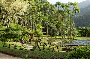 LES PALMIERS ROYAUX DU JARDIN BOTANIQUE DE BALATA, FORT-DE-FRANCE, MARTINIQUE, ANTILLES FRANCAISES, FRANCE 