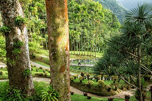 VUE DEPUIS LE PARCOURS DANS LES ARBRES, JARDIN BOTANIQUE DE BALATA, FORT-DE-FRANCE, MARTINIQUE, ANTILLES FRANCAISES, FRANCE 