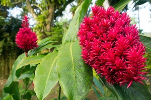 PLANTE TROPICALE ALPINIA DOUBLE ZINGIBERACEAE DU PACIFIQUE SUD, JARDIN BOTANIQUE DE BALATA, FORT-DE-FRANCE, MARTINIQUE, ANTILLES FRANCAISES, FRANCE 