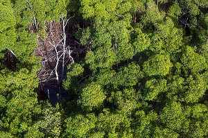 PALETUVIERS ET MANGROVES DANS LA BAIE DE FORT-DE-FRANCE, MARTINIQUE, ANTILLES FRANCAISES, FRANCE 