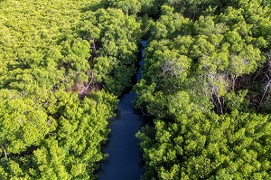 PALETUVIERS ET MANGROVES DANS LA BAIE DE FORT-DE-FRANCE, MARTINIQUE, ANTILLES FRANCAISES, FRANCE 