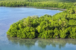 PALETUVIERS ET MANGROVES DANS LA BAIE DE FORT-DE-FRANCE, MARTINIQUE, ANTILLES FRANCAISES, FRANCE 