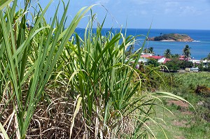 CHAMPS DE CANNE A SUCRE, TARTANE, LA TRINITE, PRESQU'ILE DE LA CARAVELLE, MARTINIQUE, ANTILLES FRANCAISES, FRANCE 