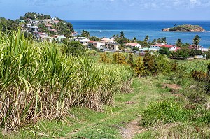 CHAMPS DE CANNE A SUCRE, TARTANE, LA TRINITE, PRESQU'ILE DE LA CARAVELLE, MARTINIQUE, ANTILLES FRANCAISES, FRANCE 