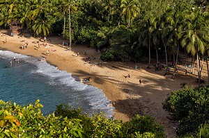 PLAGE DE SABLE FIN ET COCOTIERS, TARTANE, ANSE L'ETANG, LA TRINITE, PRESQU'ILE DE LA CARAVELLE, MARTINIQUE, ANTILLES FRANCAISES, FRANCE 