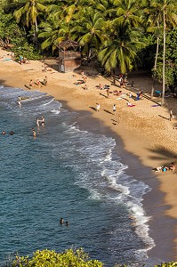 PLAGE DE SABLE FIN ET COCOTIERS, TARTANE, ANSE L'ETANG, LA TRINITE, PRESQU'ILE DE LA CARAVELLE, MARTINIQUE, ANTILLES FRANCAISES, FRANCE 