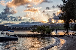 LES PALETUVIERS EN BORD DE MER, TARTANE, LA TRINITE, PRESQU'ILE DE LA CARAVELLE, MARTINIQUE, ANTILLES FRANCAISES, FRANCE 