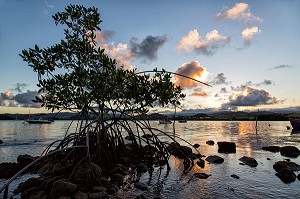 LES PALETUVIERS EN BORD DE MER, TARTANE, LA TRINITE, PRESQU'ILE DE LA CARAVELLE, MARTINIQUE, ANTILLES FRANCAISES, FRANCE 