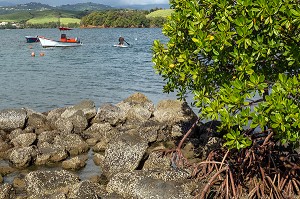 LES PALETUVIERS EN BORD DE MER, TARTANE, LA TRINITE, PRESQU'ILE DE LA CARAVELLE, MARTINIQUE, ANTILLES FRANCAISES, FRANCE 