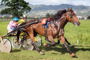 COURSE DE TROT ATTELE A BORD DE LA VOITURE DES COMMISSAIRES, HIPPODROME DEPARTEMENTAL DE CARRERE, LE LAMENTIN, MARTINIQUE, ANTILLES FRANCAISES, FRANCE 