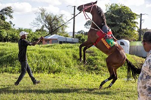 PRESENTATION DES CHEVAUX AVANT LA COURSE, RUADE D'UN CHEVAL, HIPPODROME DEPARTEMENTAL DE CARRERE, LE LAMENTIN, MARTINIQUE, ANTILLES FRANCAISES, FRANCE 