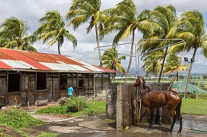 DOUCHE ET ENTRETIEN DES CHEVAUX APRES UNE SEANCE D'ENTRAINEMENT, HIPPODROME DEPARTEMENTAL DE CARRERE, LE LAMENTIN, MARTINIQUE, ANTILLES FRANCAISES, FRANCE 