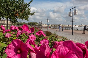 ESPACE VERTS ET FLEURIS, QUAI DE LA DOUANE, VILLE DE BORDEAUX, GIRONDE (33), FRANCE 