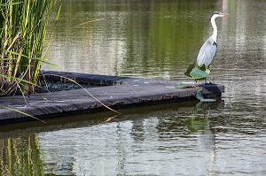LE JARDIN BOTANIQUE, QUAI DES QUEYRIES, VILLE DE BORDEAUX, GIRONDE (33), FRANCE 