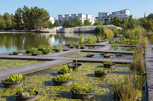 LE JARDIN BOTANIQUE, QUAI DES QUEYRIES, VILLE DE BORDEAUX, GIRONDE (33), FRANCE 