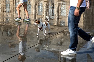 CHIEN SUR LE MIROIR D'EAU, PLACE DE LA BOURSE, QUAI DU MARECHAL LYAUTEY, VILLE DE BORDEAUX, GIRONDE (33), FRANCE 