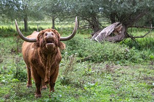 TAUREAU DE RACE HIGHLAND CATTLE, PARC NATUREL REGIONAL DES BOUCLES DE LA SEINE, LE MARAIS VERNIER (27), EURE 