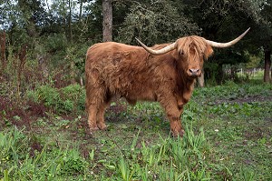 TAUREAU DE RACE HIGHLAND CATTLE, PARC NATUREL REGIONAL DES BOUCLES DE LA SEINE, LE MARAIS VERNIER (27), EURE 