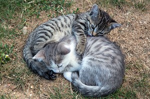 JEU DE CHATONS SUR LA PELOUSE 