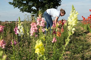 PRODUITS DE TERROIR, ALIMENTATION DE QUALITE, FRANCE 