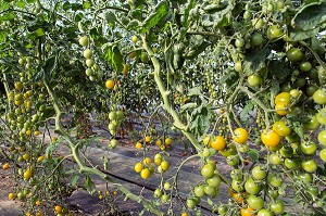 PRODUITS DE TERROIR, ALIMENTATION DE QUALITE, FRANCE 