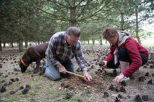 RAMASSAGE DES TRUFFES BLANCHES AVEC JACK ET CHRISTELLE BOIS ET LA CHIENNE LABRADOR JULIE, NOTTONVILLE (28), FRANCE 
