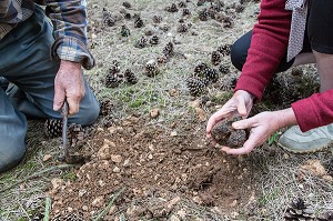 RAMASSAGE DES TRUFFES BLANCHES AVEC JACK ET CHRISTELLE BOIS, NOTTONVILLE (28), FRANCE 