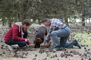 RAMASSAGE DES TRUFFES BLANCHES AVEC JACK ET CHRISTELLE BOIS ET LA CHIENNE LABRADOR JULIE, NOTTONVILLE (28), FRANCE 