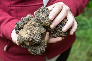 MAIN PLEINE DE TRUFFES, RAMASSAGE DES TRUFFES BLANCHES AVEC JACK ET CHRISTELLE BOIS, NOTTONVILLE (28), FRANCE 