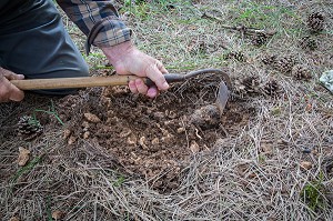 RAMASSAGE DES TRUFFES BLANCHES AVEC JACK ET CHRISTELLE BOIS, NOTTONVILLE (28), FRANCE 