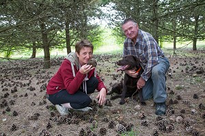 RAMASSAGE DES TRUFFES BLANCHES AVEC JACK ET CHRISTELLE BOIS ET LA CHIENNE LABRADOR JULIE, NOTTONVILLE (28), FRANCE 