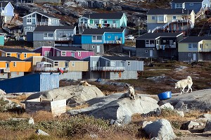 ELEVAGE DE CHIENS DE TRAINEAUX DEVANT LES PETITES MAISONS COLOREES EN BOIS, ILULISSAT, GROENLAND 