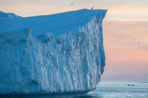 MOUETTES SUR LES ICEBERGS DU FJORD DE GLACE, GLACIER JAKOBSHAVN, LONG DE 65 KILOMETRES PROVENANT DE L’INLANDSIS, SERMEQ KUJALLEQ, ILULISSAT, GROENLAND 