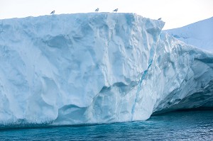 MOUETTES SUR LES ICEBERGS DU FJORD DE GLACE, GLACIER JAKOBSHAVN, LONG DE 65 KILOMETRES PROVENANT DE L’INLANDSIS, SERMEQ KUJALLEQ, ILULISSAT, GROENLAND 