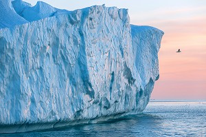 MOUETTES SUR LES ICEBERGS DU FJORD DE GLACE, GLACIER JAKOBSHAVN, LONG DE 65 KILOMETRES PROVENANT DE L’INLANDSIS, SERMEQ KUJALLEQ, ILULISSAT, GROENLAND 