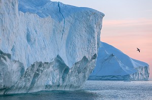 MOUETTES SUR LES ICEBERGS DU FJORD DE GLACE, GLACIER JAKOBSHAVN, LONG DE 65 KILOMETRES PROVENANT DE L’INLANDSIS, SERMEQ KUJALLEQ, ILULISSAT, GROENLAND 