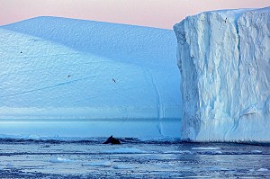 BALEINE ET MOUETTES DEVANT LES ICEBERGS DU FJORD DE GLACE, GLACIER JAKOBSHAVN, LONG DE 65 KILOMETRES PROVENANT DE L’INLANDSIS, SERMEQ KUJALLEQ, ILULISSAT, GROENLAND 