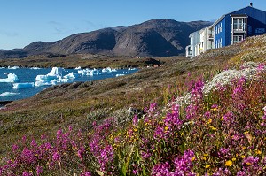 PAYSAGE POLAIRE AVEC LA FLORE, LES ICEBERGS FLOTTANT DANS LE FJORD, LES MAISONS COLOREES EN BOIS, BAIE DE NARSAQ, GROENLAND