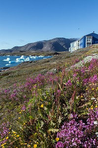 PAYSAGE POLAIRE AVEC LA FLORE, LES ICEBERGS FLOTTANT DANS LE FJORD, LES MAISONS COLOREES EN BOIS, BAIE DE NARSAQ, GROENLAND
