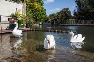 CYGNES SUR LES BORDS DE L'EURE, IVRY-LA-BATAILLE (27), FRANCE 