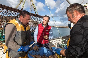 LAURENT CLEMENT SUR UN BATEAU DE COQUILLES SAINT-JACQUES, RETOUR SUR BELLE-ILE, SON PAYS NATAL, MORBIHAN (56) 