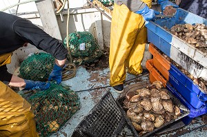 BATEAU DE COQUILLES SAINT-JACQUES, RETOUR DE LA PECHE, LE PALAIS, MORBIHAN (56), FRANCE 